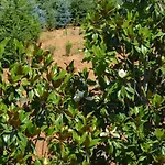 Magnolie Castiglion Fiorentino