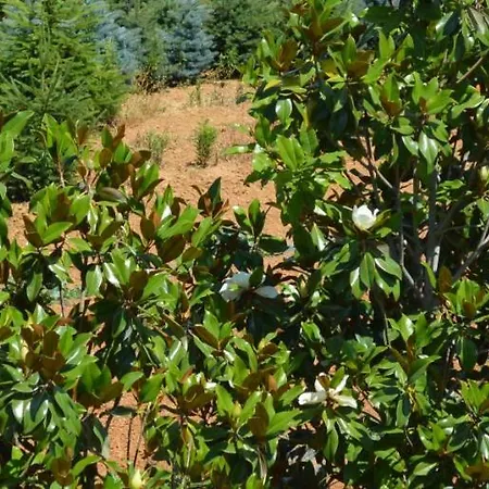 Magnolie Castiglion Fiorentino