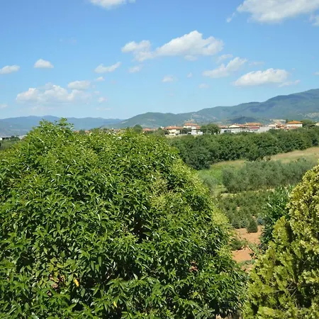 Magnolie Castiglion Fiorentino